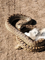 Pituophis catenifer
