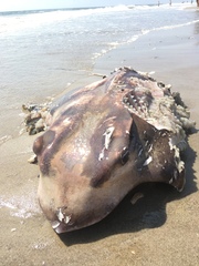 Myliobatis freminvillei