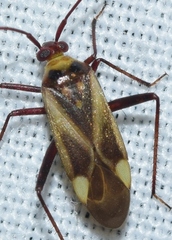 Adelphocoris falukei