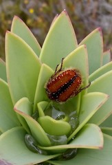 Trichostetha capensis hottentotta