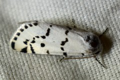 Grotella binda