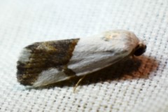 Ponometia cuta