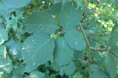 Coptotriche marginea