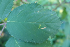 Coptotriche marginea