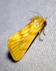 Eulithosia papago