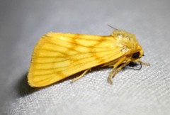 Eulithosia papago