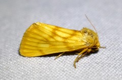 Eulithosia papago