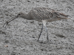 Numenius madagascariensis