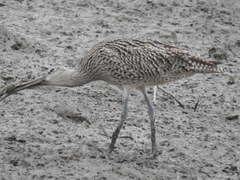 Numenius madagascariensis