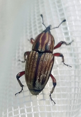 Sphenophorus australis