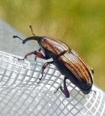 Sphenophorus australis