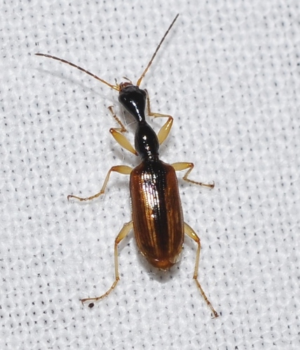 Eucolliuris
