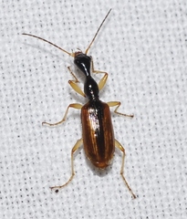 Eucolliuris olivieri