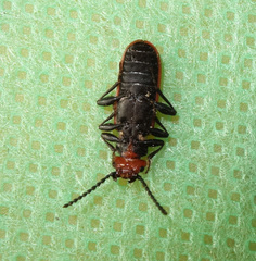 Cucujus cinnaberinus