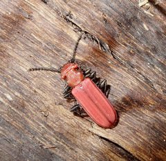 Cucujus cinnaberinus