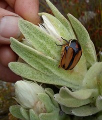Trichostetha signata
