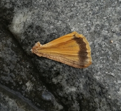 Noctua pronuba