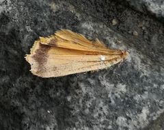 Noctua pronuba