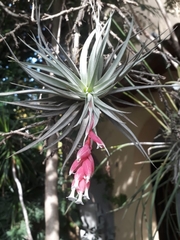 Tillandsia recurvifolia