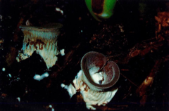 Hohenbuehelia thornii