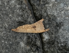 Noctua pronuba