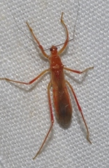 Polytoxus sanguineus