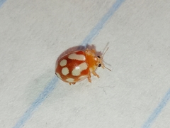 Vibidia duodecimguttata