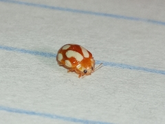 Vibidia duodecimguttata