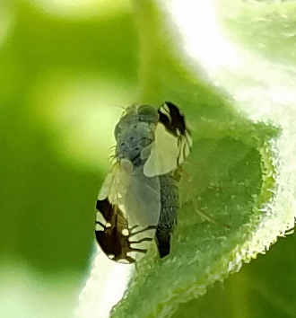Trupanea bisetosa