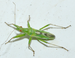 Nabis viridulus