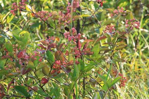 Northern wild raisin (Viburnum cassinoides)