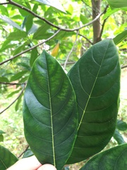 Artocarpus heterophyllus