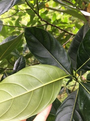 Artocarpus heterophyllus