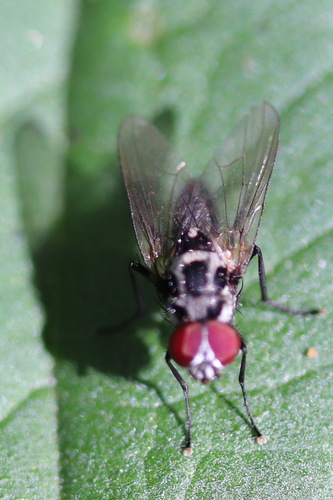 Anthomyia procellaris, Noordwijk, Nederland, photo 9 of 10