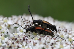 Anastrangalia dubia