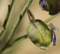Hebecarpa barbeyana