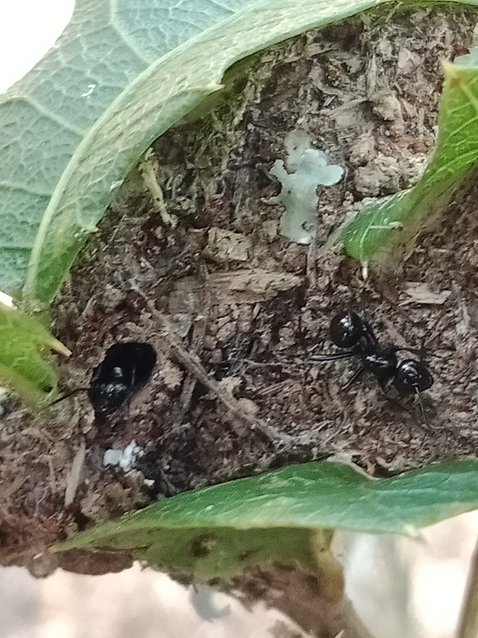 Cyrtomyrma