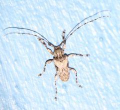 Lagocheirus araneiformis