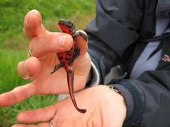 Cynops pyrrhogaster