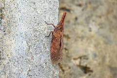 Zanna tenebrosa