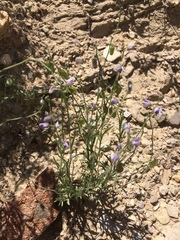 Hebecarpa barbeyana