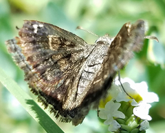 Hesperopsis