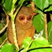 Spectral Tarsier - Photo (c) Kristoffer Dominic Amora, some rights reserved (CC BY-NC-ND)