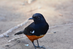 Thamnolaea cinnamomeiventris autochthones