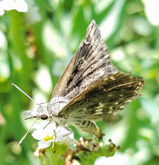 Hesperopsis