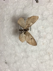 Eupithecia denotata