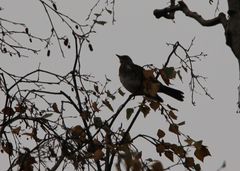 Turdus pilaris
