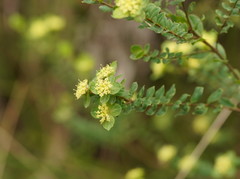 Pimelea flava flava