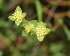 Pimelea flava flava