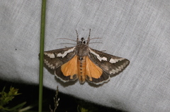 Euscirrhopterus gloveri